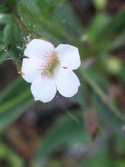 Mecardonia acuminata