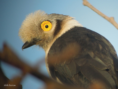 Prionops plumatus vinaceigularis