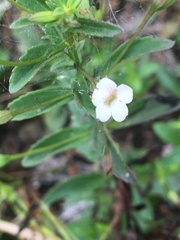 Mecardonia acuminata