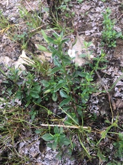 Mecardonia acuminata