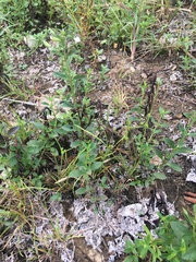 Mecardonia acuminata