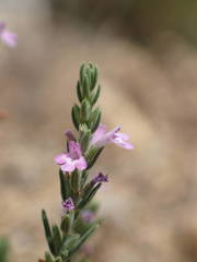 Micromeria graeca
