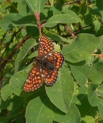 Euphydryas intermedia
