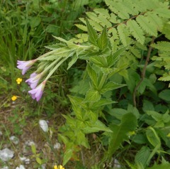 Epilobium alpestre