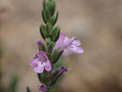 Micromeria graeca