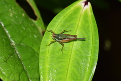 Scaria