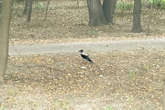 Corvus cornix