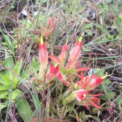 Castilleja moranensis