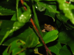 Kurixalus eiffingeri
