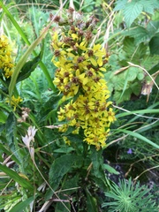 Solidago virgaurea virgaurea
