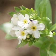 Lithospermum distichum