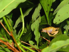 Kurixalus eiffingeri
