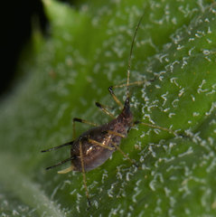 Uroleucon sonchi