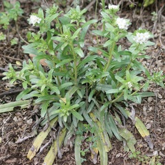 Lithospermum distichum
