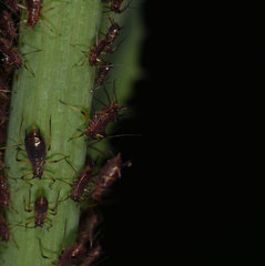 Uroleucon sonchi