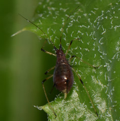 Uroleucon sonchi