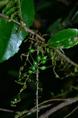 Helicia rengetiensis
