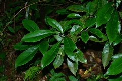 Helicia rengetiensis