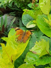 Doleschallia bisaltide