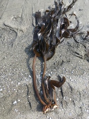 Hedophyllum dentigerum