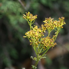 Packera sanguisorbae