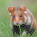 Eurasian Hamster - Photo (c) Christoph Moning, some rights reserved (CC BY), uploaded by Christoph Moning