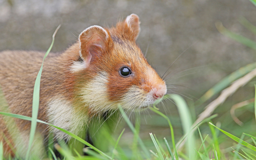 Eurasian Hamster