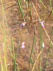 Utricularia
