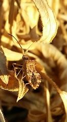 Centrocoris spiniger