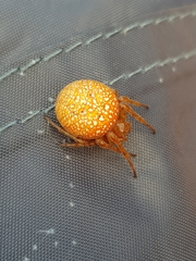 Araneus alsine