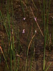 Utricularia