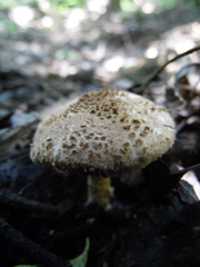Lepiota jacobi