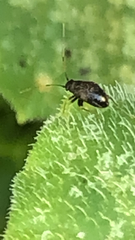 Halticini