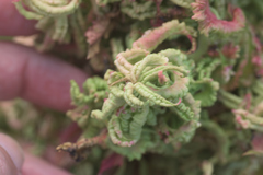 Eriophyes rhoinus
