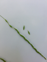 Carex debilis rudgei