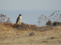 Falco peregrinus brookei