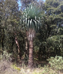 Furcraea parmentieri