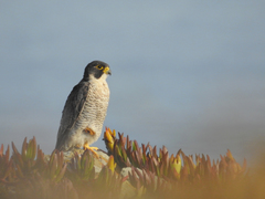 Falco peregrinus brookei