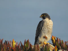 Falco peregrinus brookei