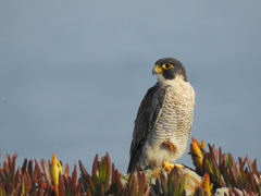 Falco peregrinus brookei