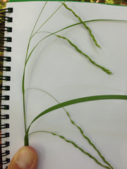 Carex debilis rudgei