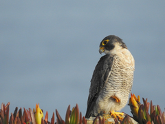 Falco peregrinus brookei