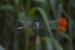 Anax indicus