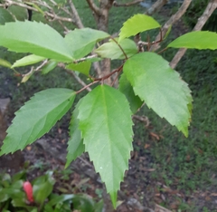 Hibiscus × archeri