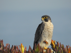 Falco peregrinus brookei