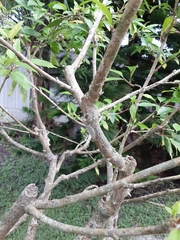 Hibiscus × archeri