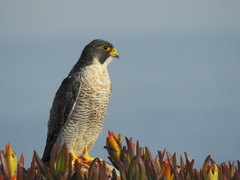 Falco peregrinus brookei