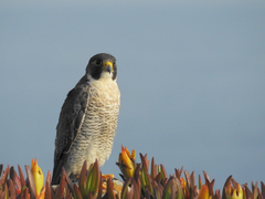Falco peregrinus brookei