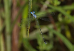 Lestes dorothea