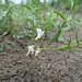 Astragalus tenellus - Photo (c) jozien, algunos derechos reservados (CC BY-NC), uploaded by jozien
